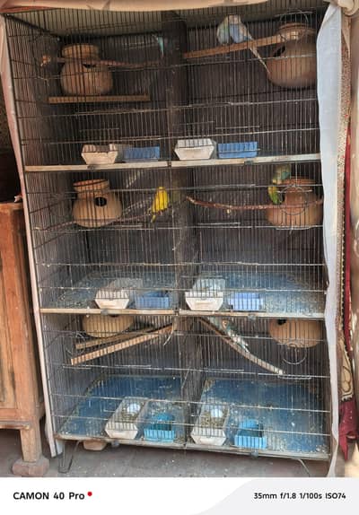 Budgies Breeder pairs