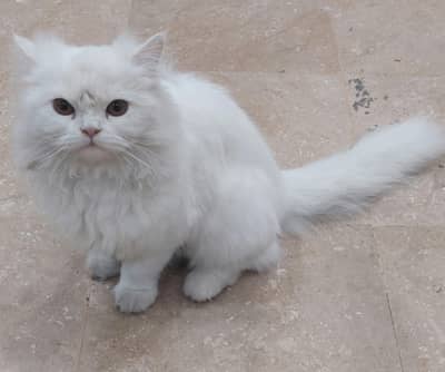 White Persian Female Cat