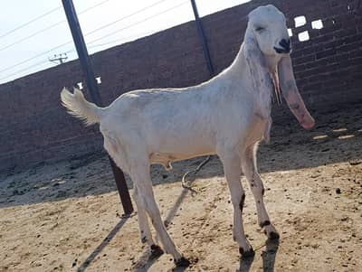 Rajanpuri gulabi male bakra / goat / bakri / umar 7 mah