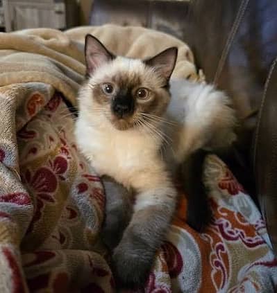 Simease cat required