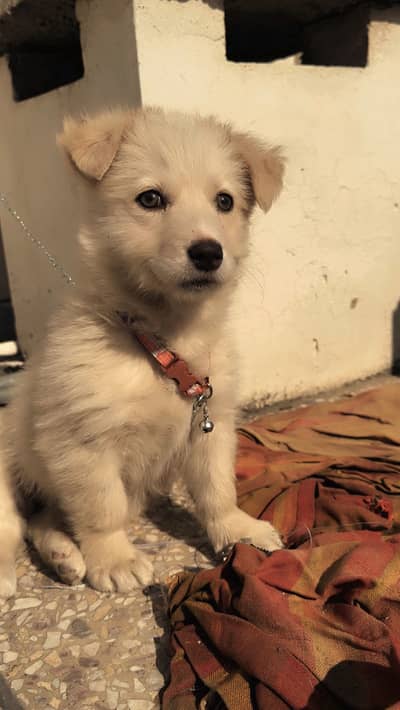 Premium White Fluffy Puppy for Sale