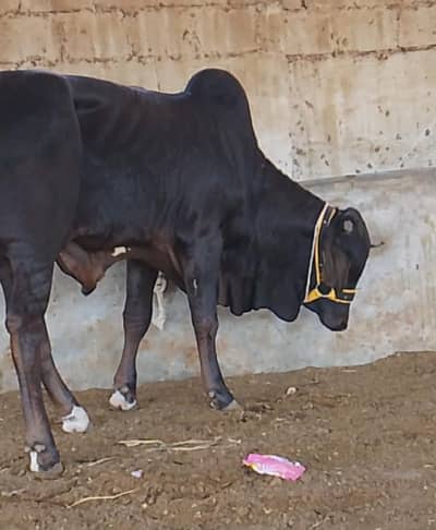 black Brahman nasal pakka kheera
