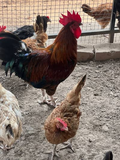 Golden misri & desi male female egg laying up for sale