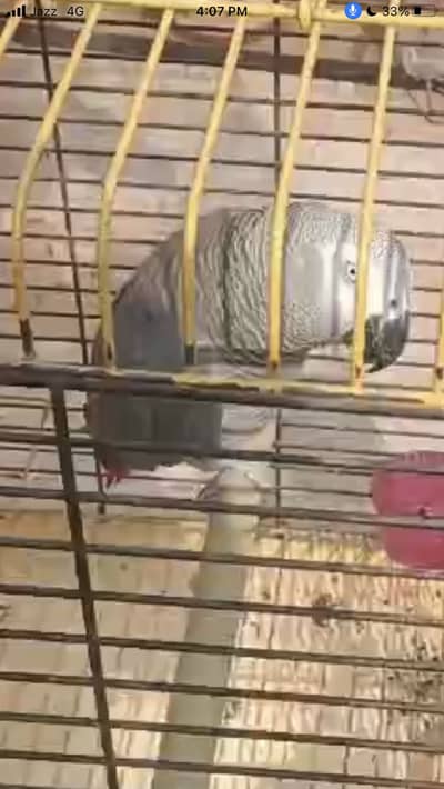 Gray parrot hand tame for sale all okay nail tail all ok