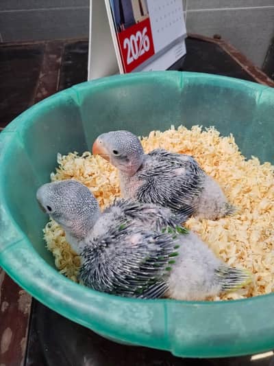 raw jambo size chicks 0324,0045535
