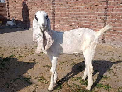 raja puri gulabi male bakra / goat