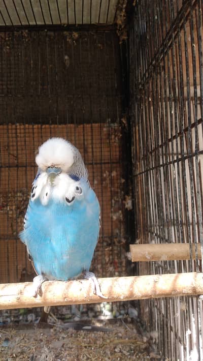 Exhibition male strong blood line