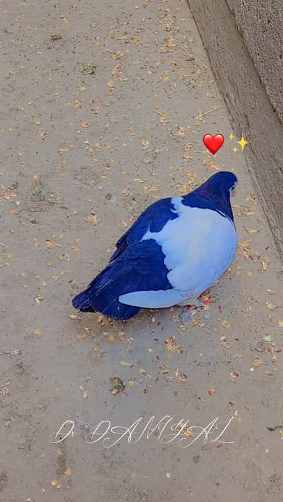 Pigeons for sale 1000