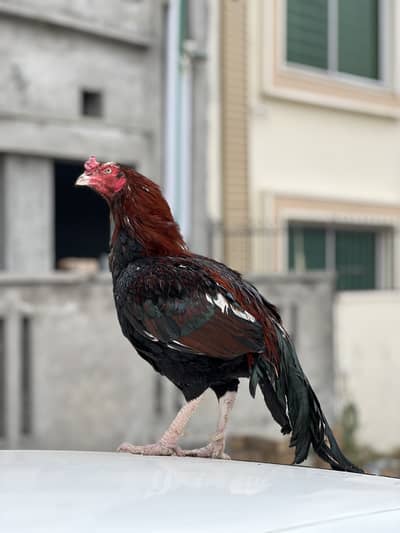 Aseel Murgha 10 by 10 Urgent Sale