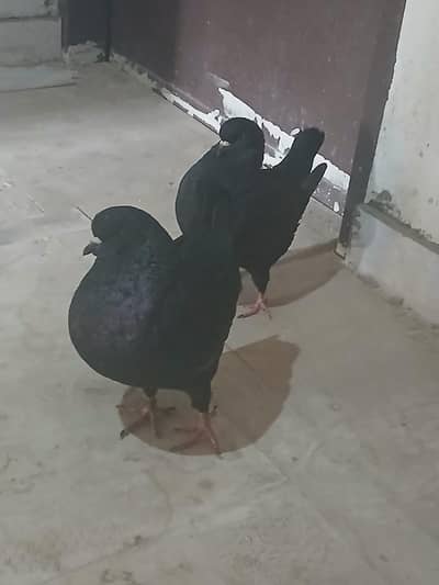 Medona black kabutar jora