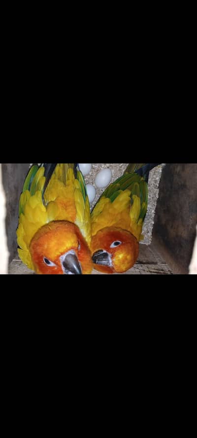 SUN CONURE BREEDER PAIR AVAILABLE FOR SALE