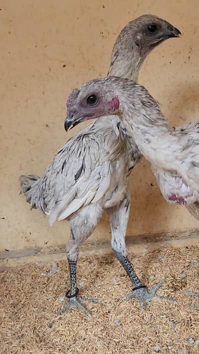 pair sale good and active