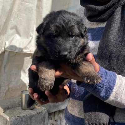 German Shepherd Long Coat puppies available both male and female