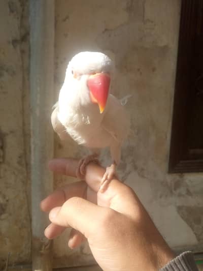 white hand tamed parrot