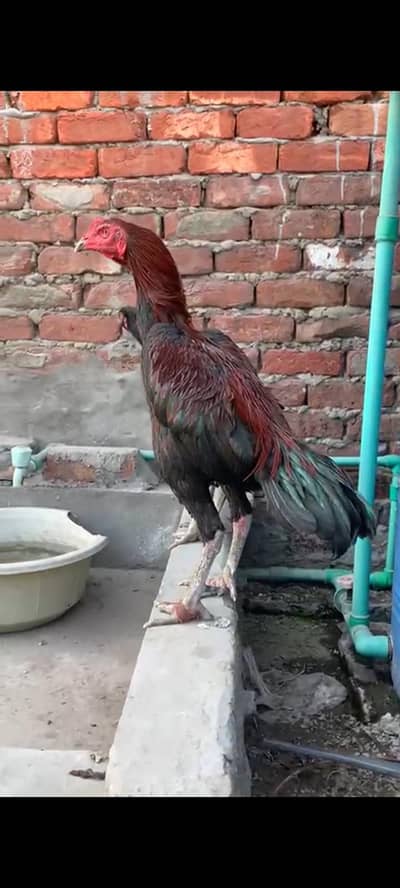 Thai and veitnam aseel