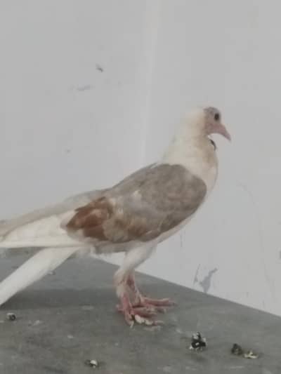 شیلڈ کراپر فی میل