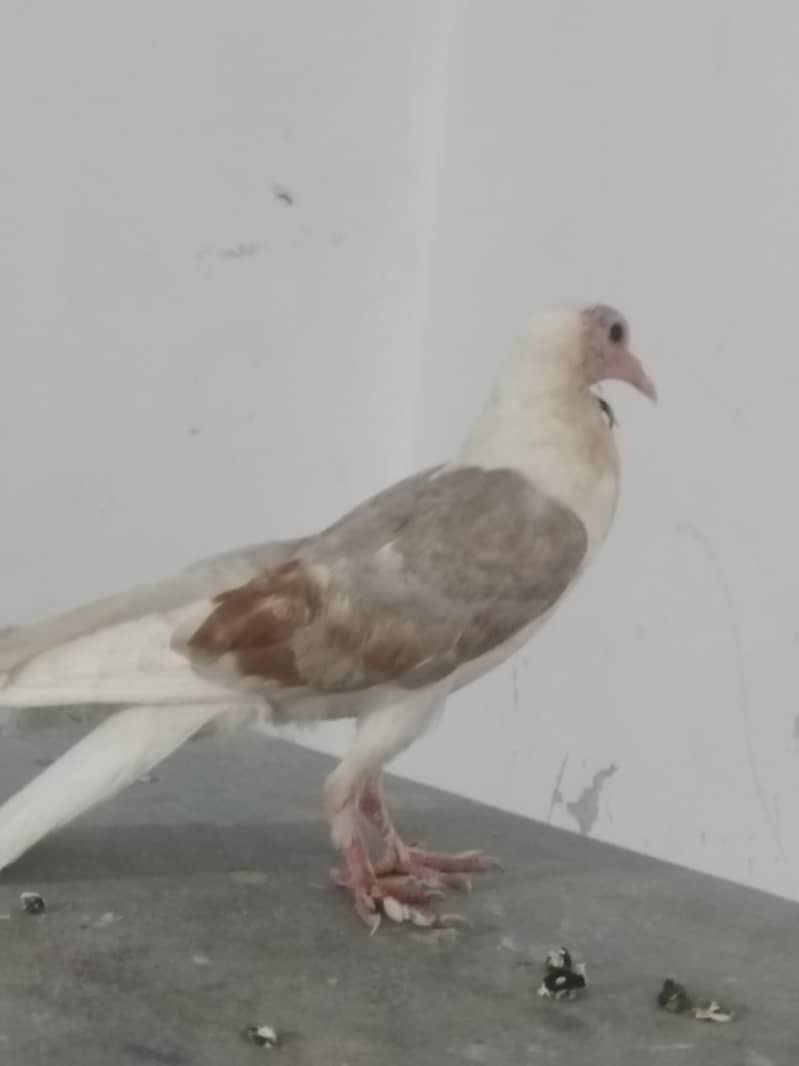 شیلڈ کراپر فی میل 0