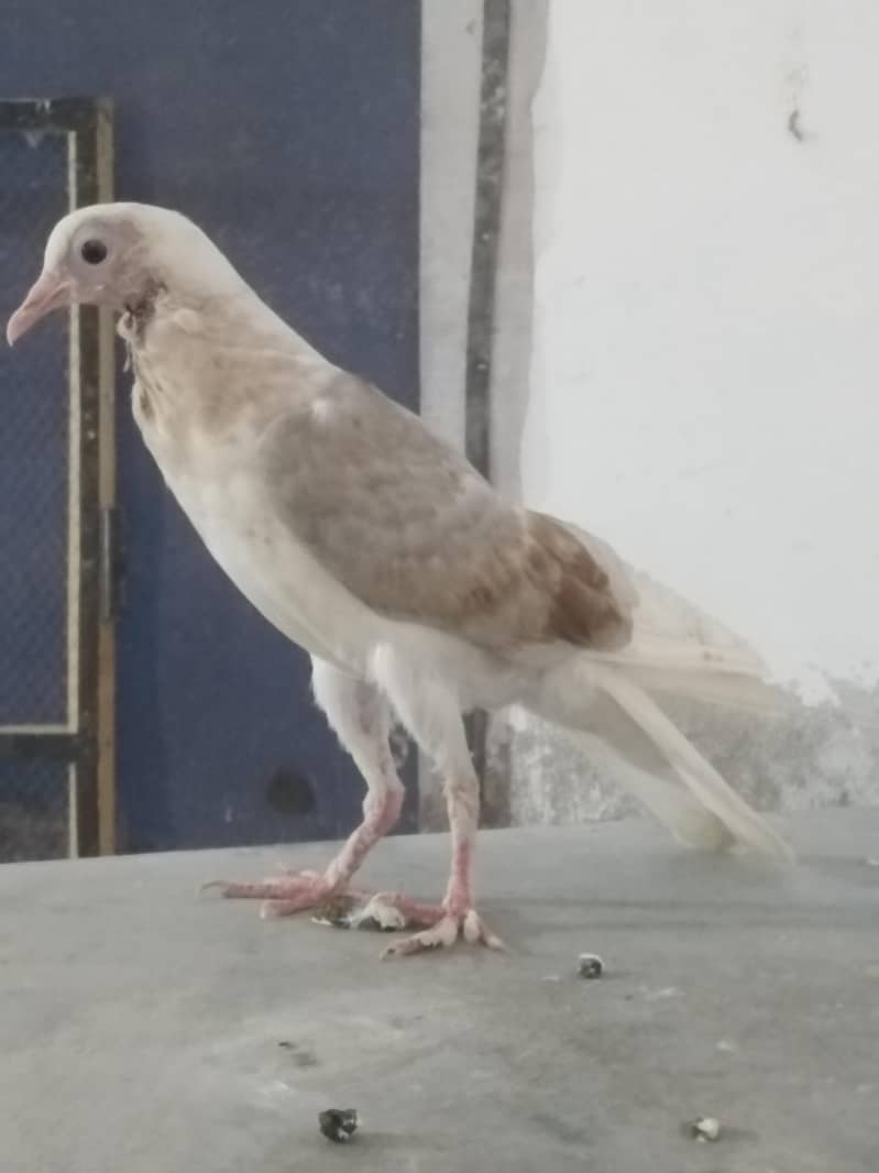 شیلڈ کراپر فی میل 2