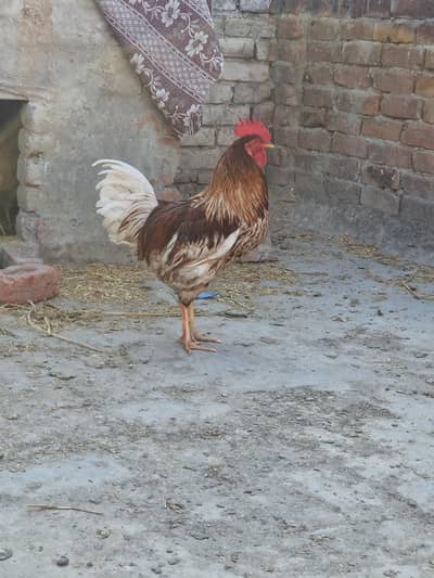 Pure 2 desi hens in low price