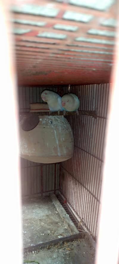 albino red eyes active and healthy paier ha