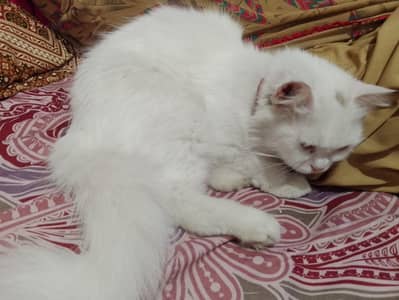 Persian cat white color age 2