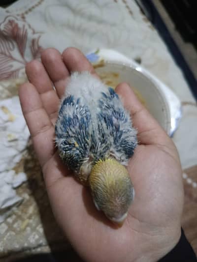 Color lovebirds n pale fallows