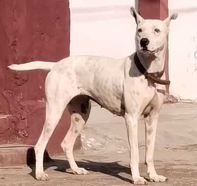 dogo gultair mix young female