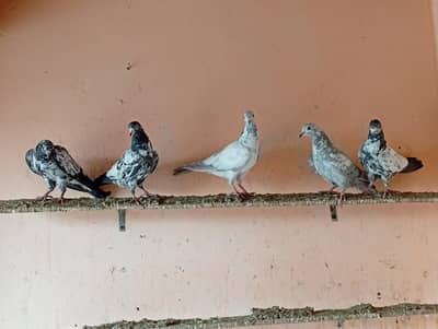high flar baby pigeon for sale 5 pic.