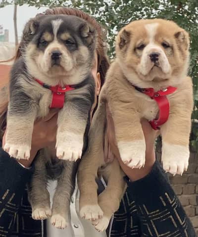 King Alabai Male / security Dog / Alabai Male Puppy For Sale