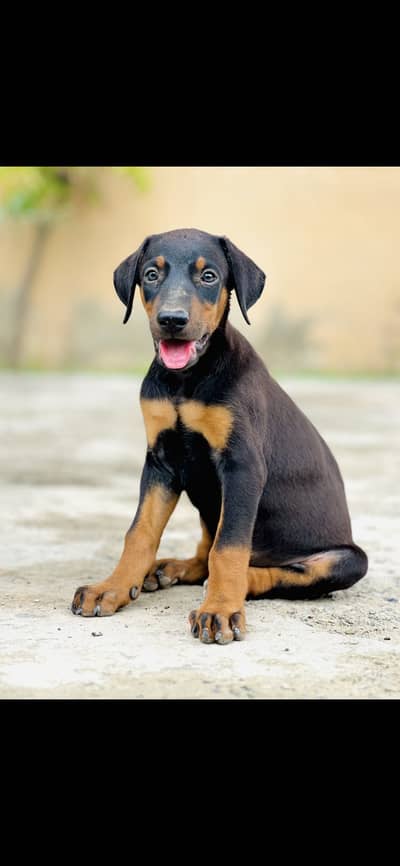 Doberman Pinscher pupps
