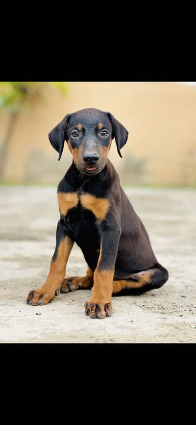 Doberman Pinscher pupps