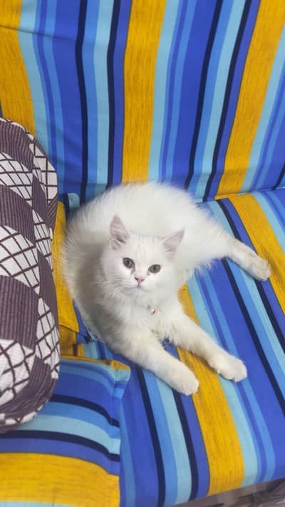 persion cat fully vaccinated and free da don ga .