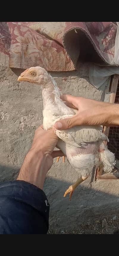 blue eyes Heera aseel paper white chicks