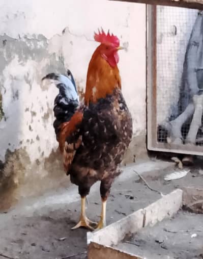 Desi Murga, Home Breed Cock