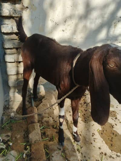 gaban bakri Masha Allah shauq wali