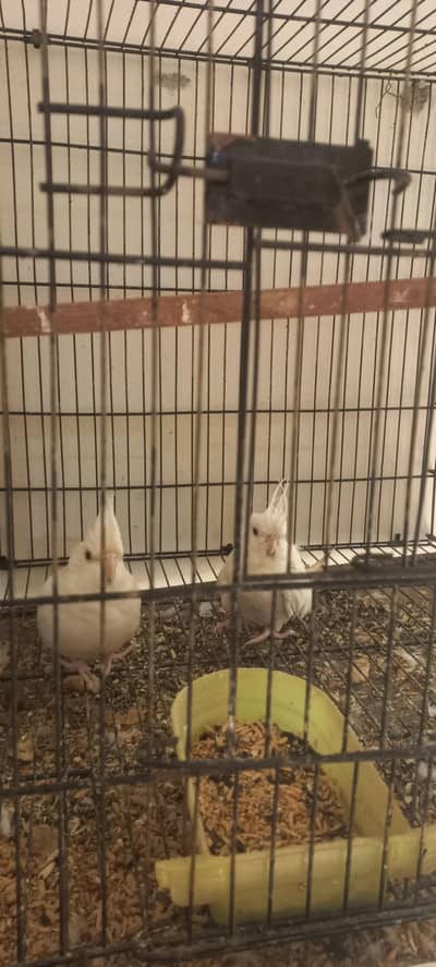 white cocktail red eyes jis ko samaj ae wohi rabta kara