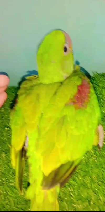 alexandrine parrot