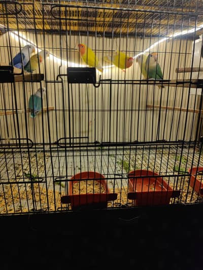 fisher breeder pair with cage for sale