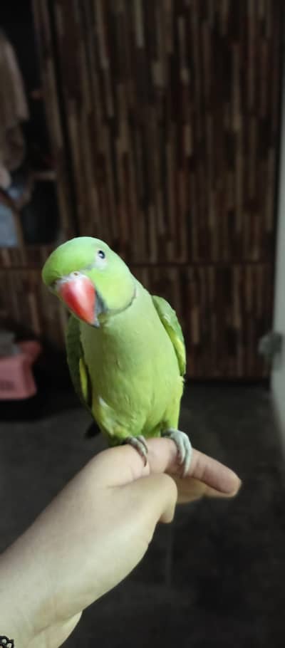 tammed parrots for sale