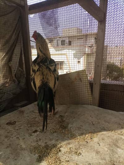 Aseel murga for sale 03352725761