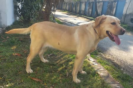 British Labrador female