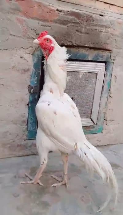 Aseelmurga 03041979402