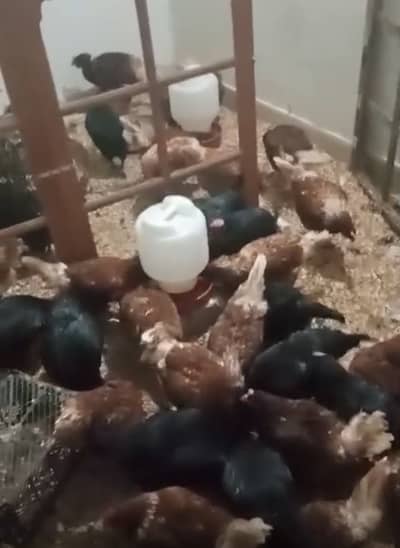 40 misri undai wali murgiyan