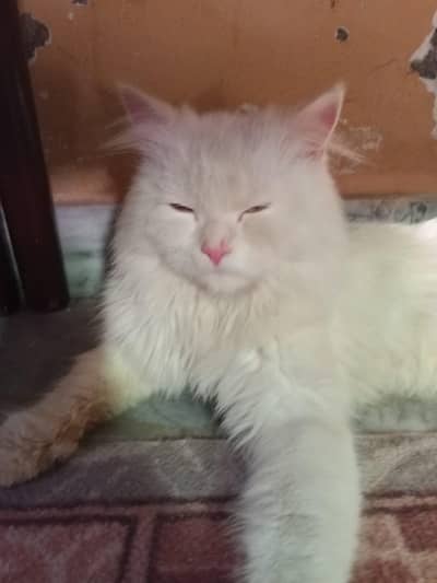 Persian Cat for Sale (urgent)