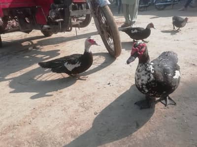 Duks male and female