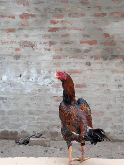 aseel murghe for sale