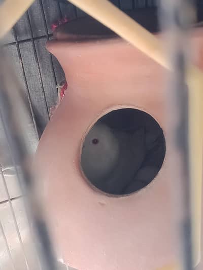 bugies + alpino pairs