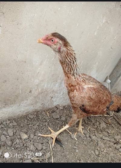 Aseel pathi (young) for sell (Hyderabad) 03041339489