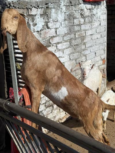 BAKRI FOR SALE