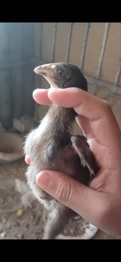 only interested person contact pls